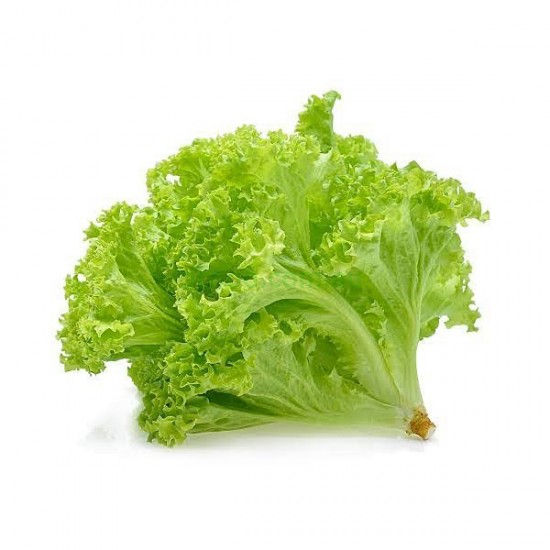 Fresh green lettuce leaves