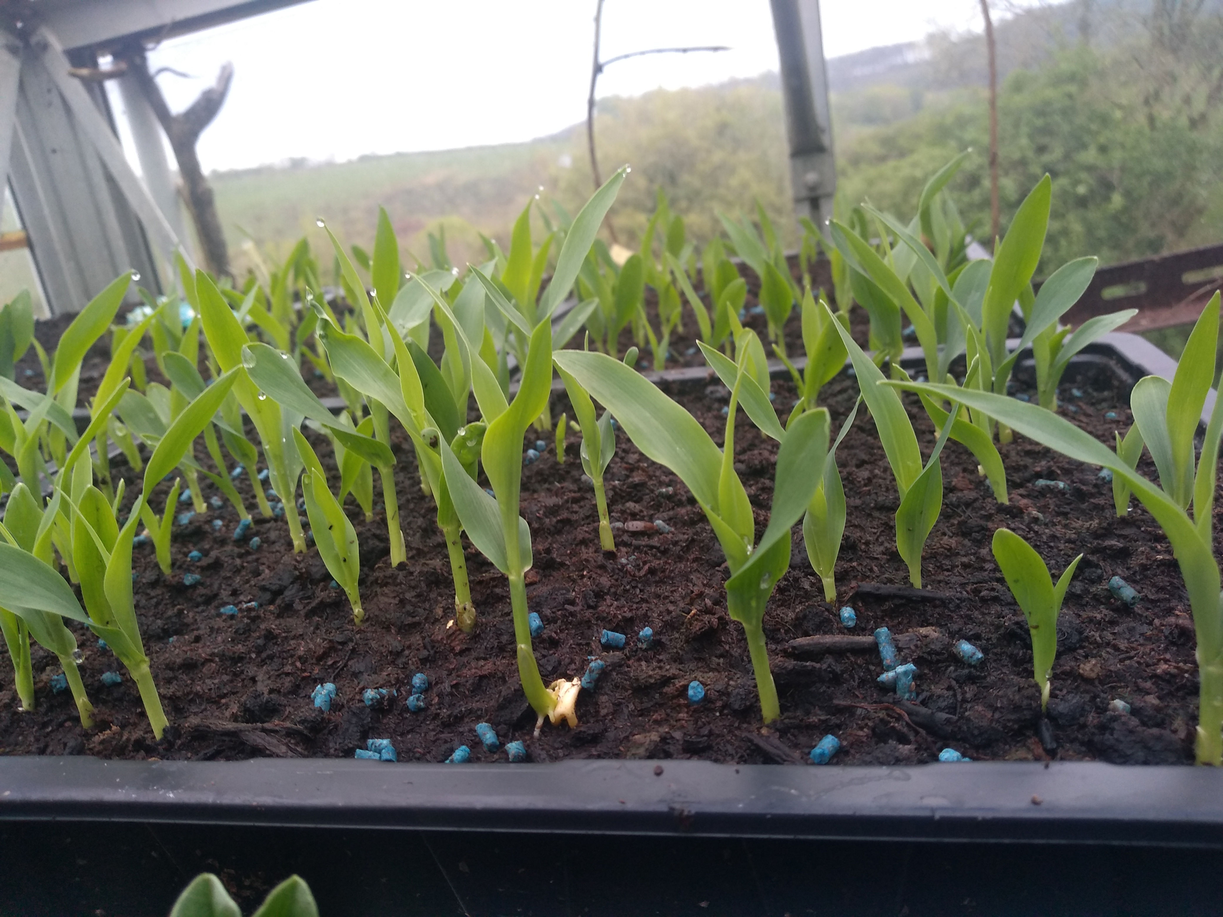 Seedlings in greenhouse tray