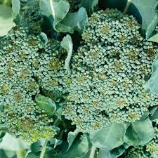 Green Sprouting Broccoli