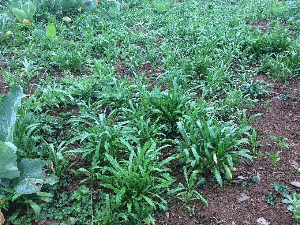 wallflower plants for sale uk bare root plant