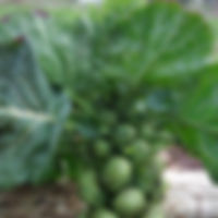 brussel sprout Bedford Darkmar 21 plants