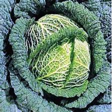 Close-up of savoy cabbage, garden vegetable