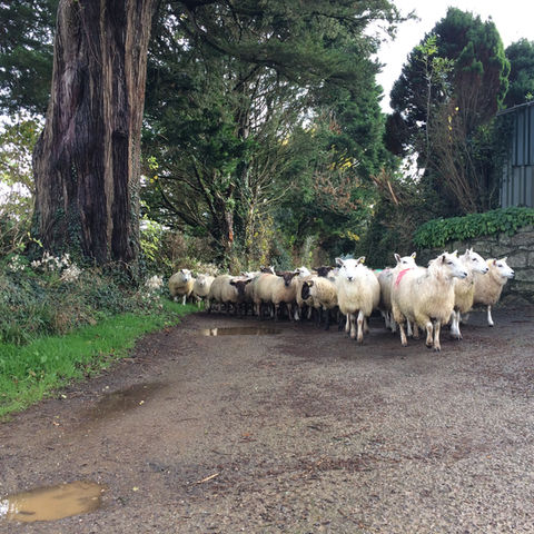 Sheep being moved