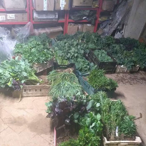 Brassica plants waiting to be boxed