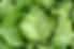 5g Lettuce Saladin seeds grower pk