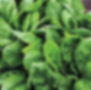 vibrant green spinach leaves