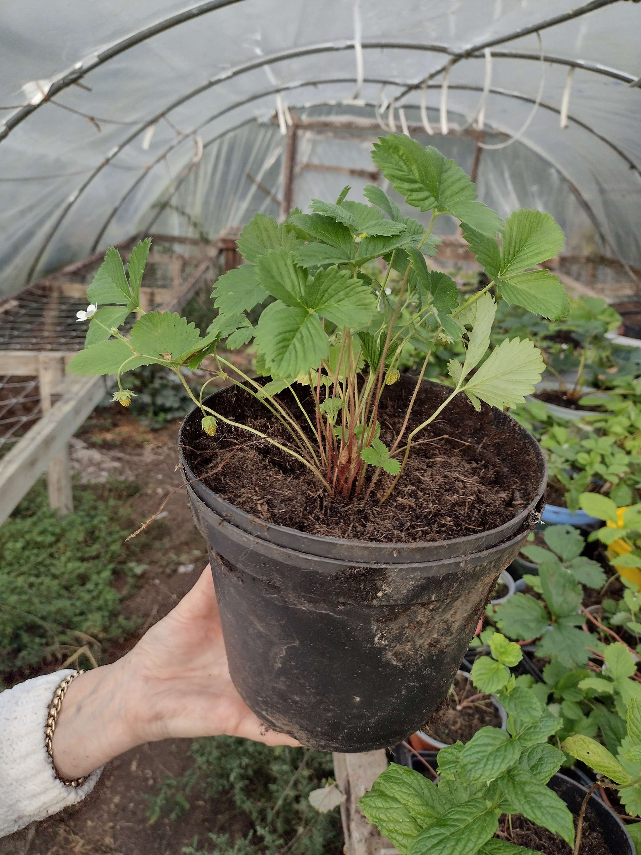 Alexandria Alpine strawberry plant