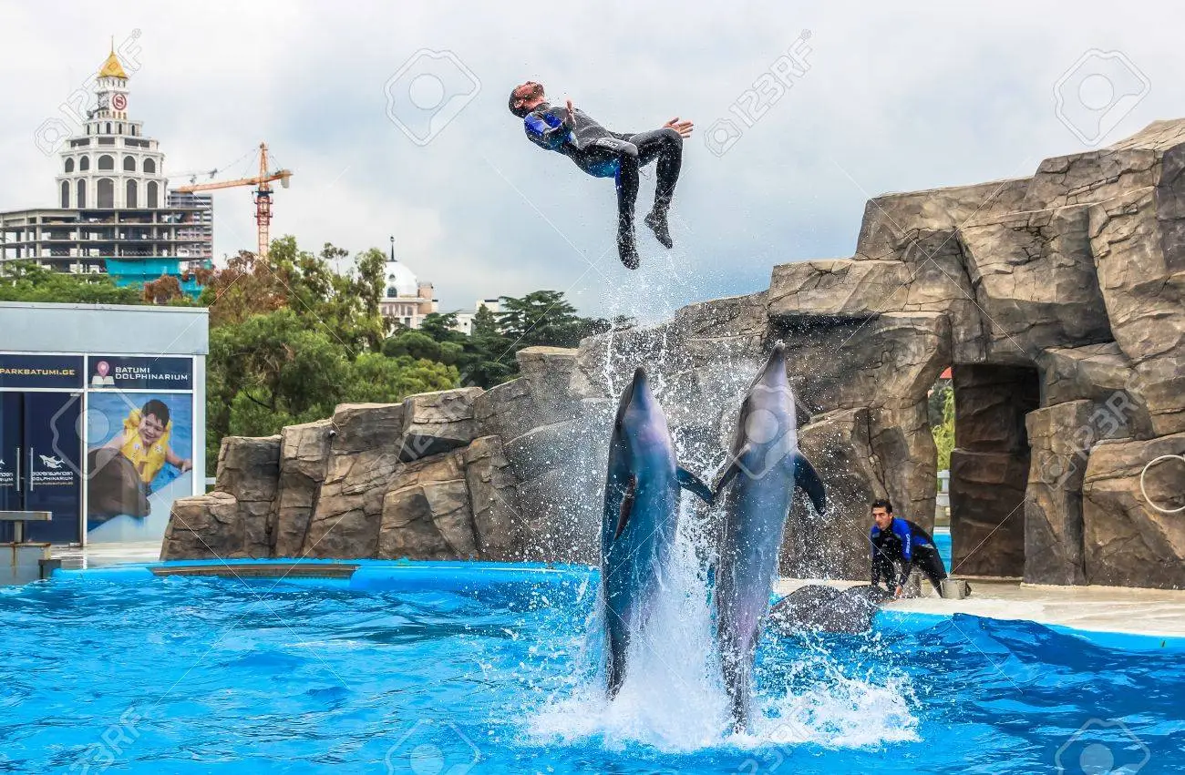 dolphins 2.webp