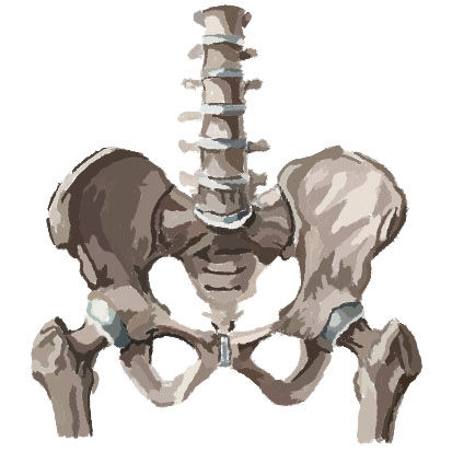 Pelvis skeletal illustration