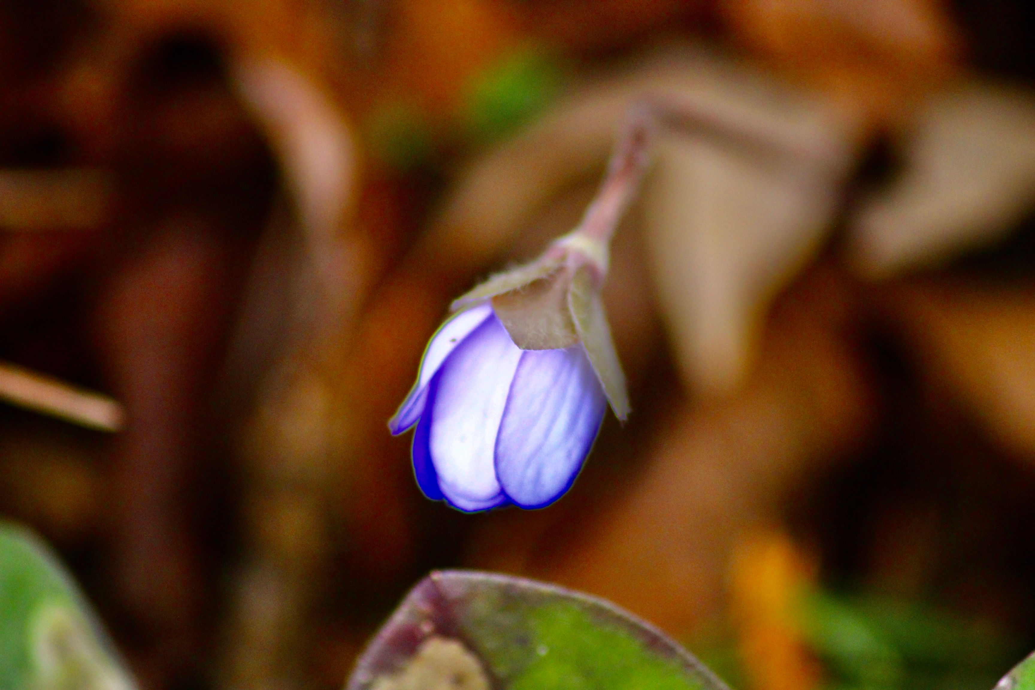 LEBERBLÜMCHEN MIT BLATT