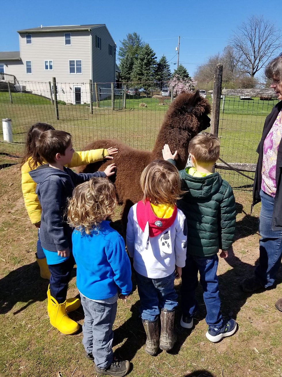 Alpaca 