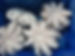 poulpe-en-fleur-2.jpg