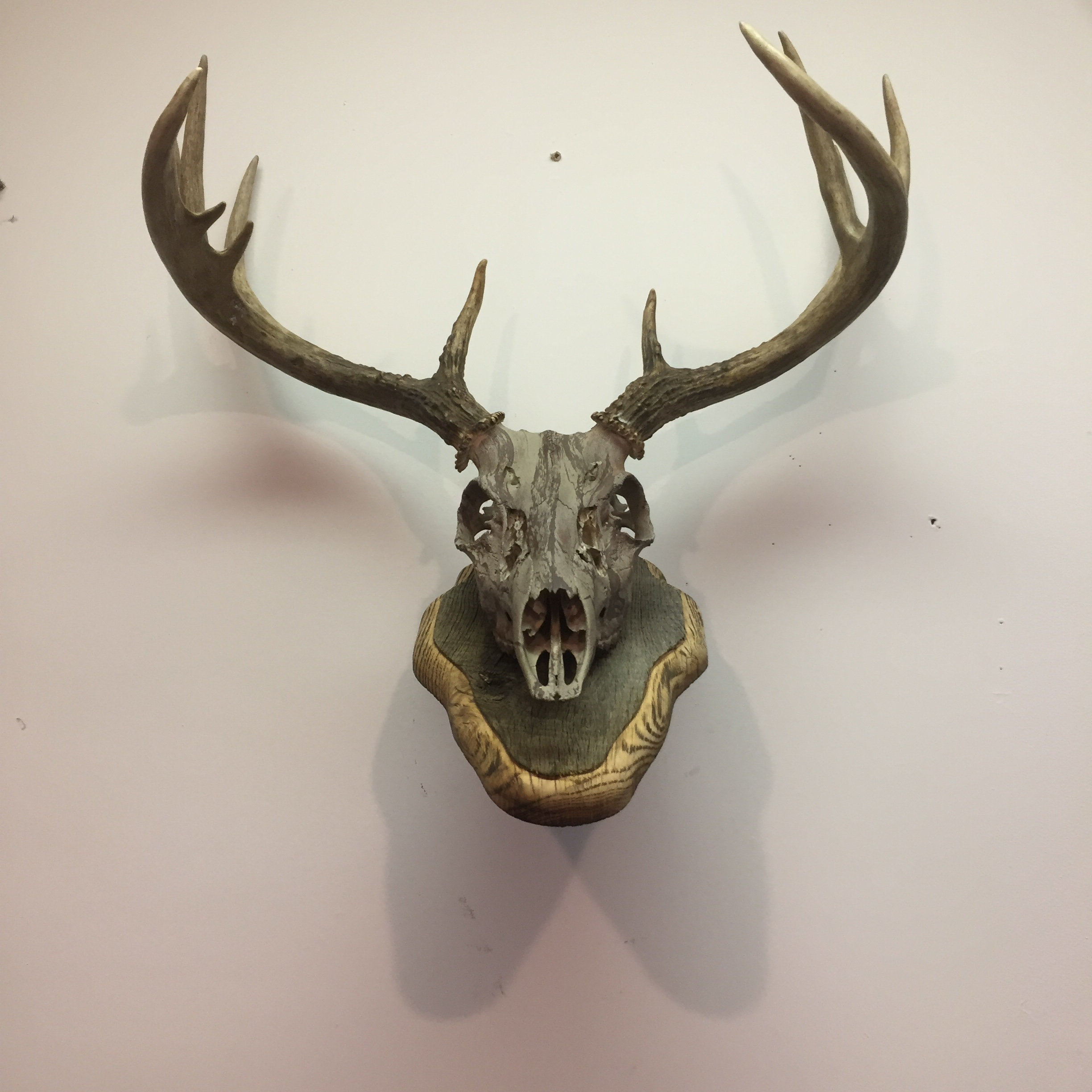 Trophy Mounts Barn Wood European Skull Pedestal Custom Barnwood Plaques