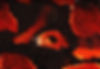 snakeskin2