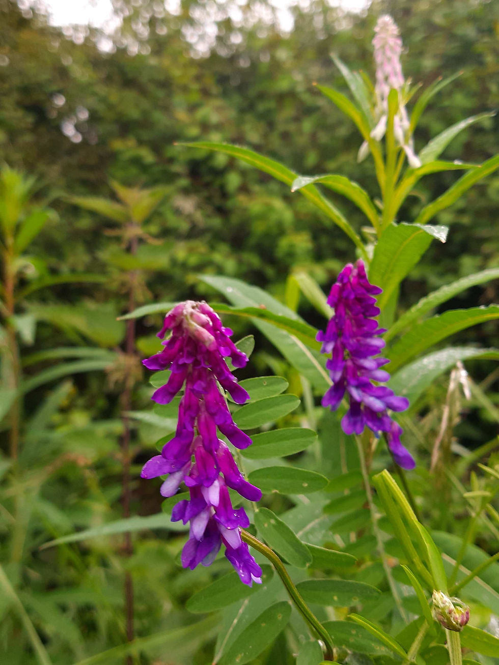 Wild purple flowers - Photo by Wendy Jones
