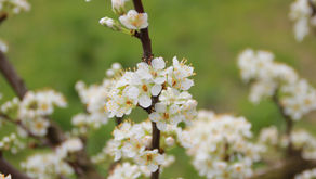 Les plantes mellifères des quatre saisons