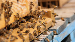 Qui sont les habitants de la ruche ?