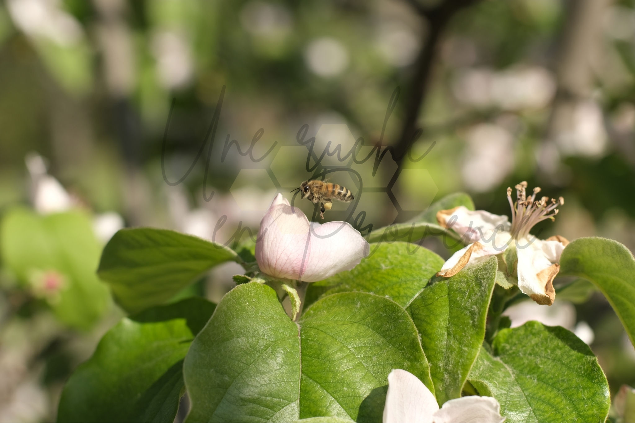 Abeille au-dessus d’une fleur de cognassier
