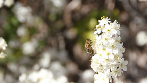 Planter des fleurs pour les abeilles !