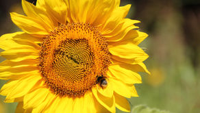 Le tournesol, cette plante mellifère aux multiples vertus.