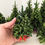 Thumbnail: Handmade 1:12 Scale Miniature Pine Tree