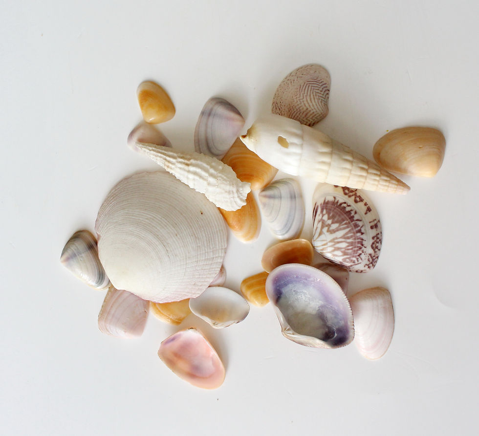 Thumbnail: 27pcs Assorted Sea Shells 15-53mm