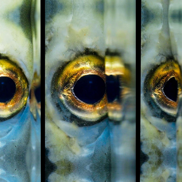 UninterruptedEYE by Nettie Wild 2024