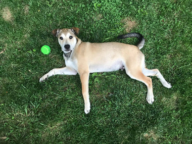 beadwork, beads, stones, beaded paintings, loss, grief, husky, choice canyon, Juneau, bodhi, loon, outsider art, artist, artist process, museum of beadwork, interview, press, surrealism, storytelling, folk art, craft, fine art, myth, prints, framed, passing, rockford, Illinois, New Orleans, female artist, American artist, healing, French Quarter, art gallery, private collection, new work, mythical creatures, ufo