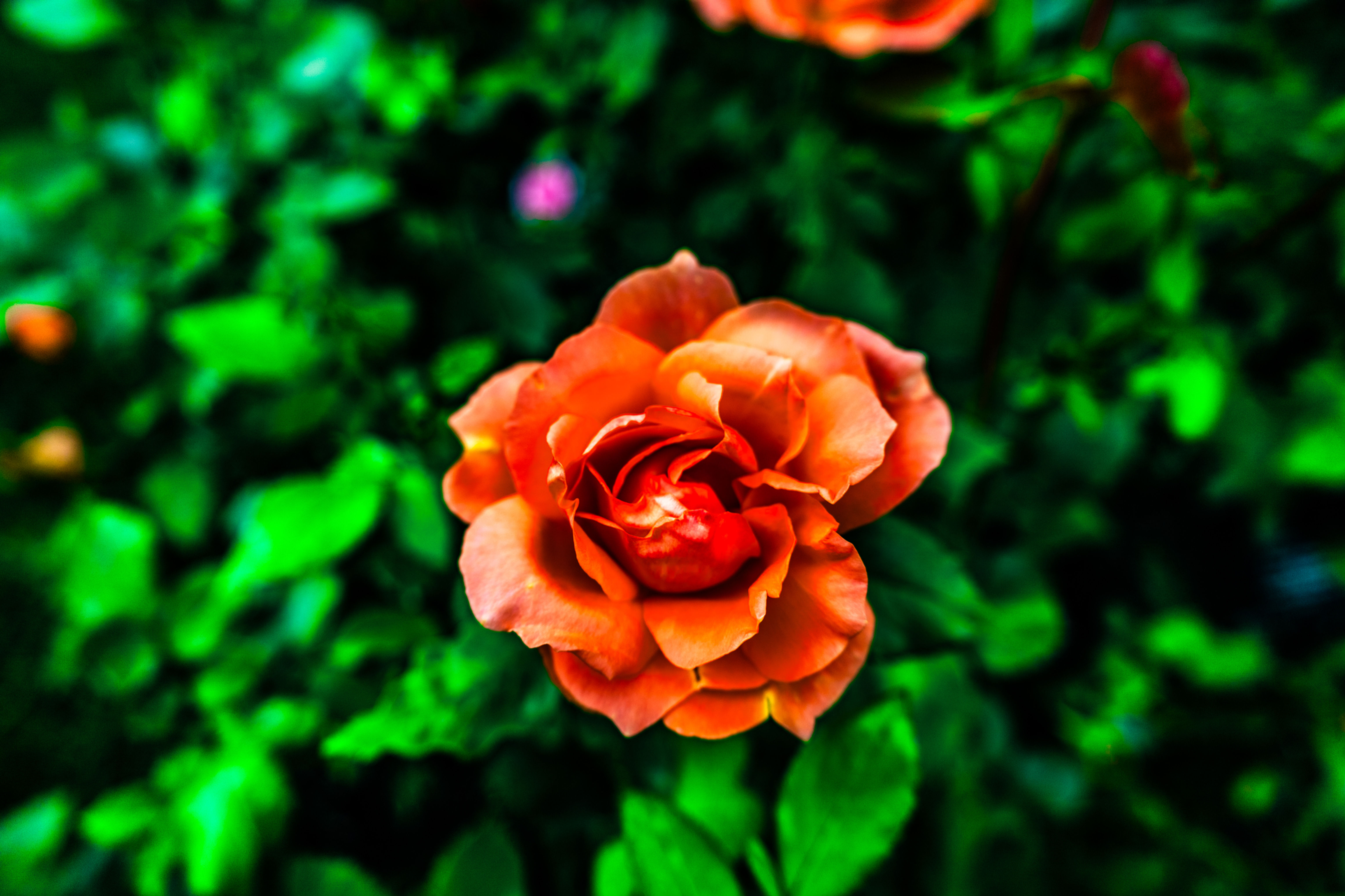 Inniswood Metro Gardens Photo