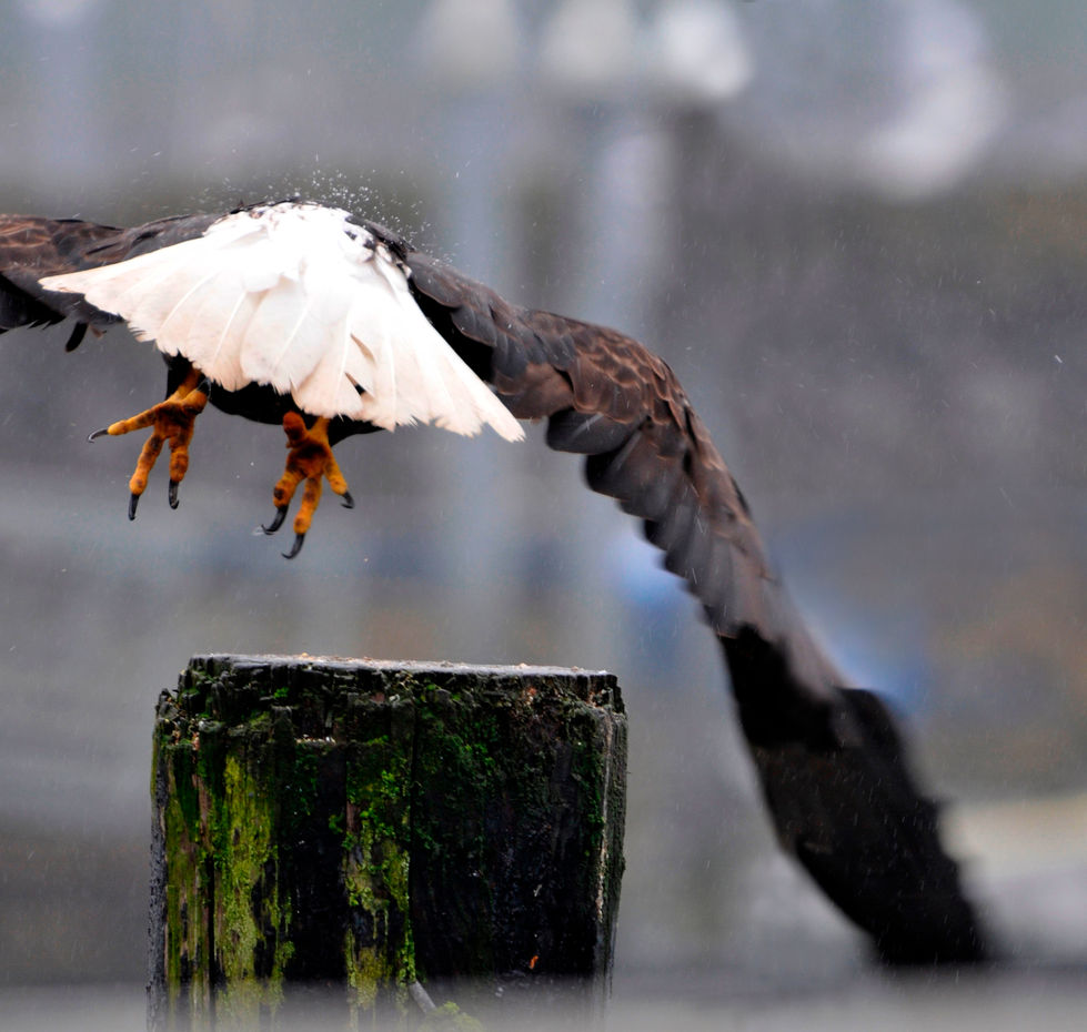 alaska eagle 4