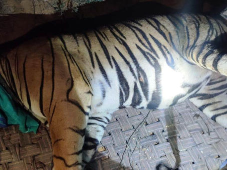 सवाई माधोपुर में नर बाघ का रेडियो कॉलर ठीक किया गया