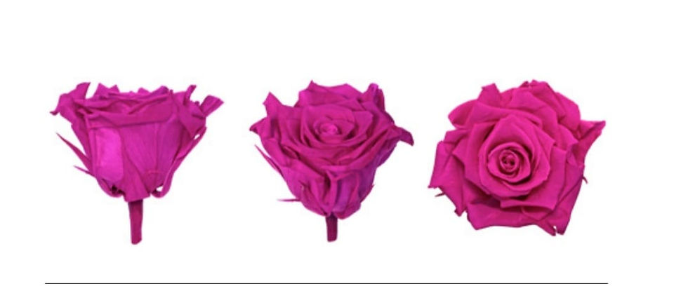 Single Eternity Rose - Garden Collection