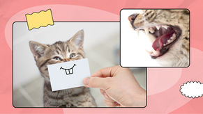 [포캣]고양이 이빨 역할과 나이별 변화