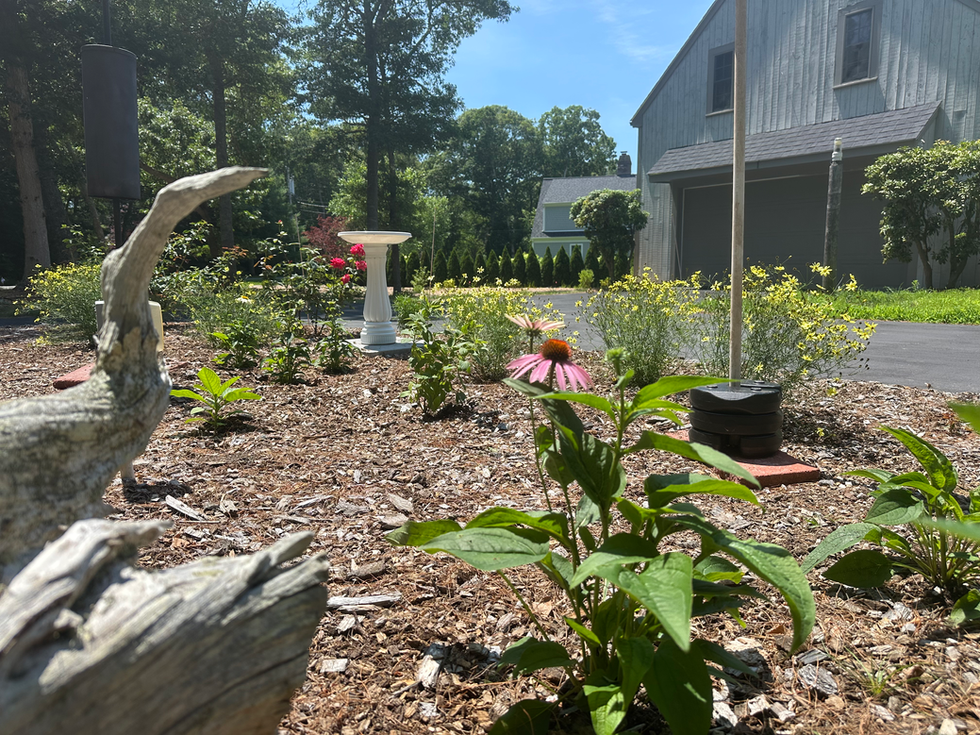 Front Pollinator Planting