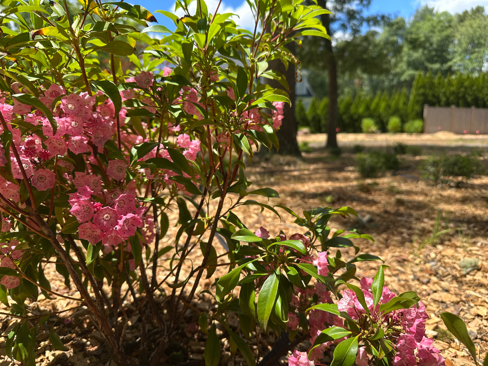 Front Planting, Kalmia latifolia