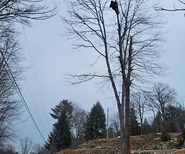 Tree Removal Alexandria NH.jpg
