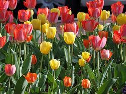 tulips mary vessels