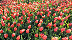 field of tulips