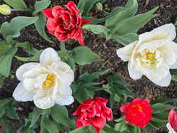 spring blooms