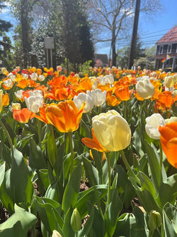 stango tulips