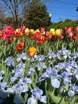 spring2