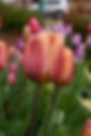 Tulips.jpg