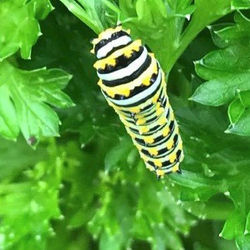 Swallowtail-caterpillar-on-parsley