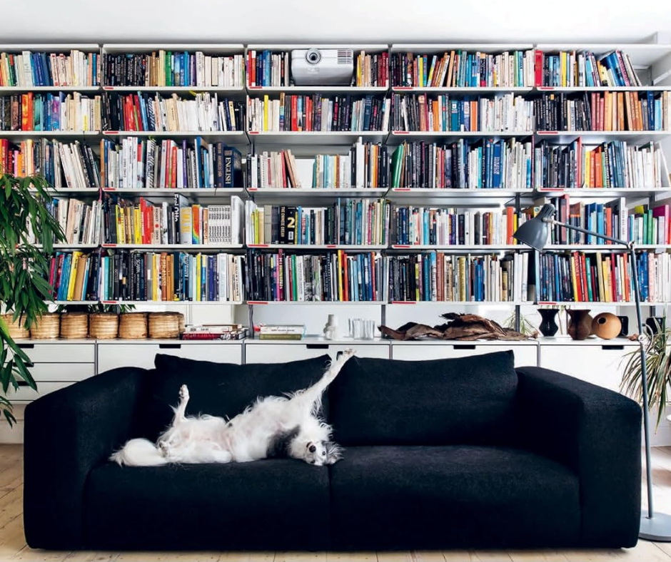 Dog lying belly-up on dark blue sofa, surrounded by colorful bookshelves. Room has a plant, lamp, and decorative items, creating a cozy vibe.