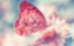 447069-pink-butterfly-animal-insect-flower_edited