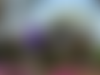 professional soft wash roof cleaning Wilmington NC