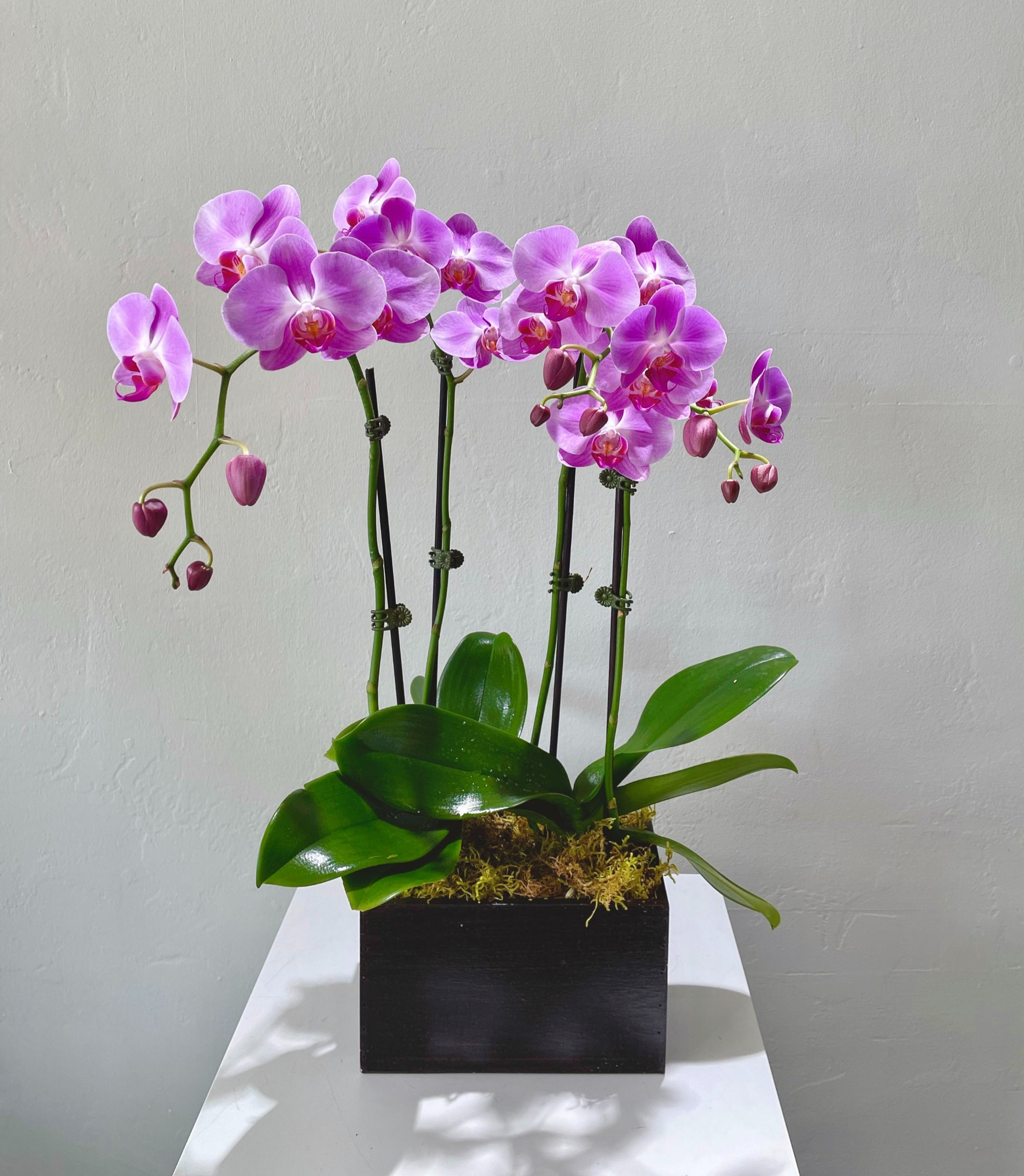 A-Class Purple Orchid (4 stems)