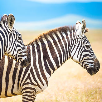 ngorongoro crater - zebra.jpg