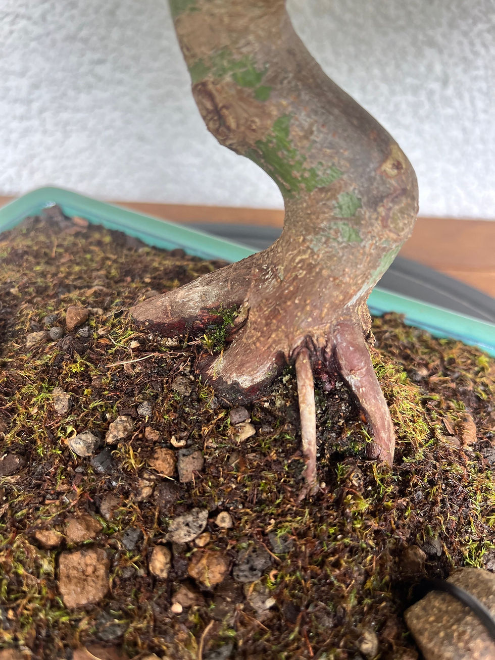 Miniaturbild: Rotblättriger Fächerahorn 