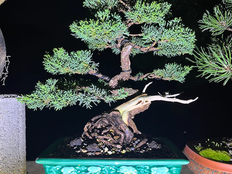 Bonsai der Woche: Wacholder